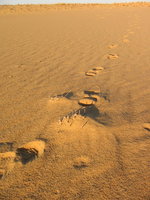 012_my_footsteps_in_the_desert