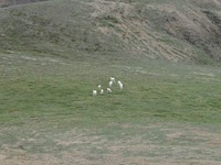 07210061_dall_sheep_rest