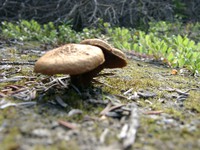 07180026_mushroom_colony