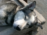 07200008_sleeping_puppy