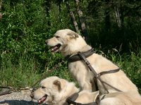 07200020_two_white_dogs