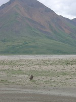 07210039_another_caribou