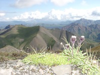07220010_flower_and_mountains