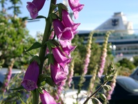 06170160_purple_flower_and_the_cruise_ship