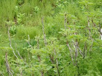 06140095_some_green_plants