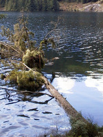 012_tree_died_in_the_lake