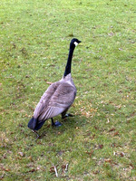 016_a_single_geese