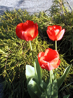 040_tulip_outside_my_home