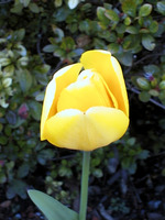 043_yellow_tulip