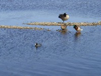 04270050_ducks_and_goose