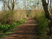 04270109_path_in_burnaby_lake_park