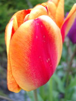 04270157_tulip