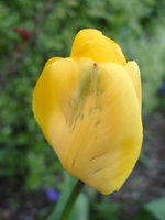04270160_yellow_tulip