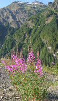 020824_flower_and_mountain