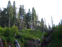 08240064_dead_forest