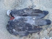 09070054_headless_pigeon