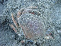 09070106_crab_burried_by_sand