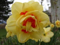 04210016_yellow_flower