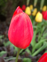04210108_red_tulip