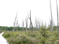 07030081_killed_trees_on_right