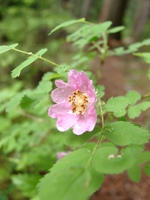 06300008_wet_pink_flower