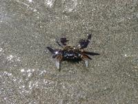 06240008_crab_with_stars