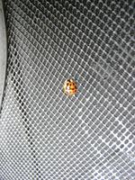 06270002_lady_bug_on_my_backpack