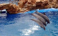 07090026_dolphins