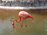 07090062_single_flamingo