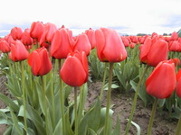 003_red_tulip