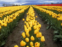 005_yellow_tulips