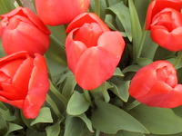 006_red_red_tulip