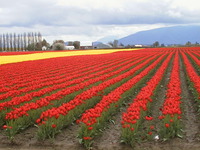 007_red_and_yellow_field