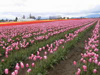 010_pink_tulip_field