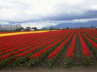 011_red_and_yellow_tulip_field