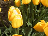 015_yellow_tulip_by_itself