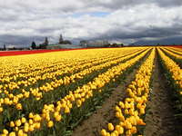 016_yellow_and_red_field