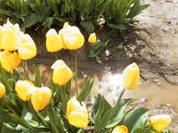 017_yellow_tulip_under_the_sun