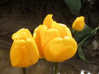 018_two_yellow_tulips