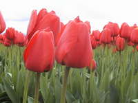 020_some_more_red_tulips