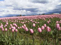022_pink_tulips_field_from_below