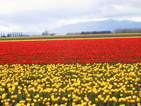 028_double_red_yellow_field