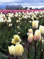 029_white_tulips