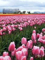 030_pink_tulips