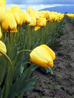 031_a_dropping_yellow_tulip