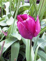 033_pink_single_tulip