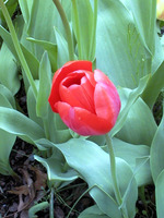 034_red_single_tulip