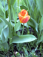 035_orange_tulip