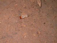 015_dirt_eating_termite