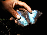 023_the_blue_butterfly